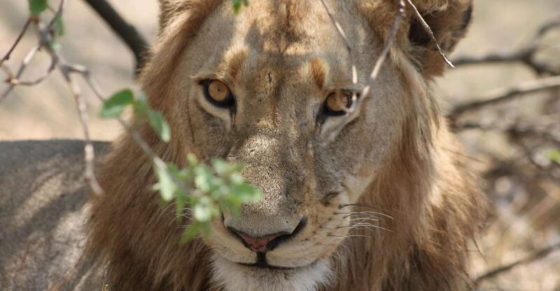 Kruger National Park - 4 Day Safari Tour - Pickup and Dropoff Locations