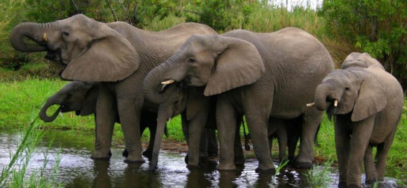 Kruger National Park - 4 Day Tour From Johannesburg - Included Experiences