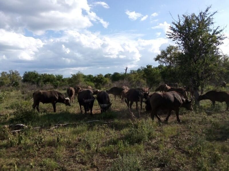 Kruger National Park: 4-Day Ultimate Safari Tour - Key Points