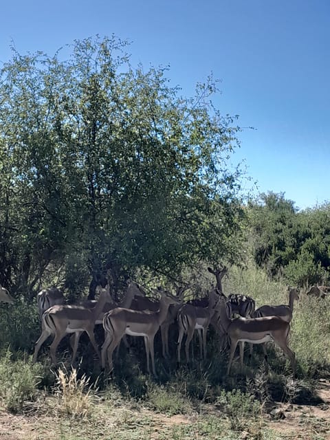 Kruger National Park: 4-Day Ultimate Safari Tour - The Sum Up