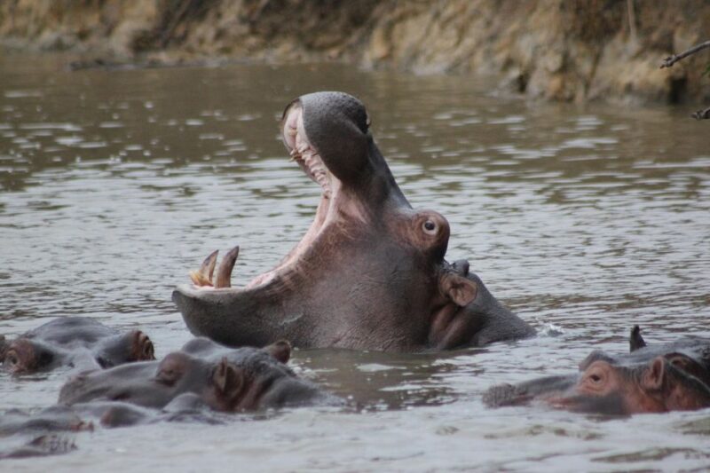Kruger National Park - 5 Day Safari Tour - Good To Know