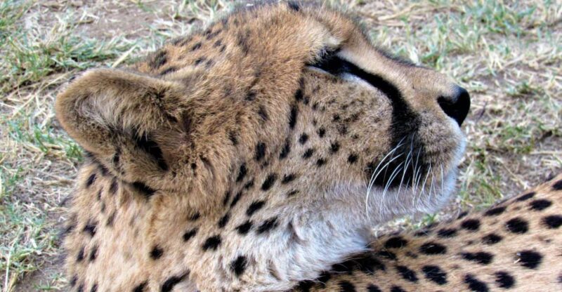 Kruger National Park Afternoon Safari - Encounter the Big 5 up Close