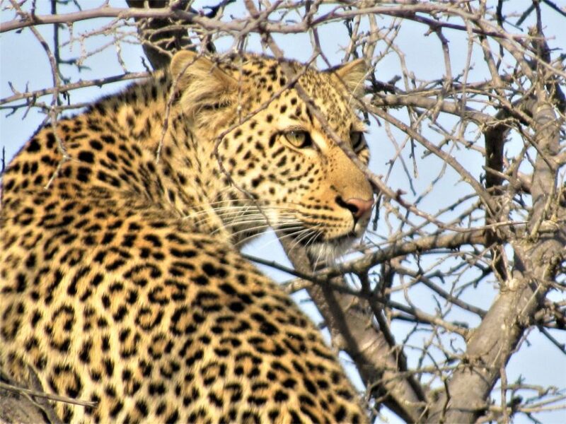Kruger National Park Afternoon Safari - Flexible Booking and Cancellation Policy