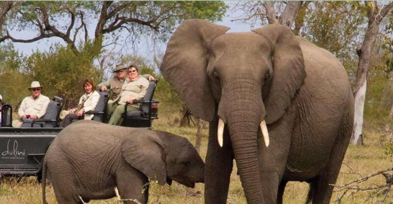 Kruger National Park Big 5 Tour - 4 Days From Johannesburg - Wildlife Experience
