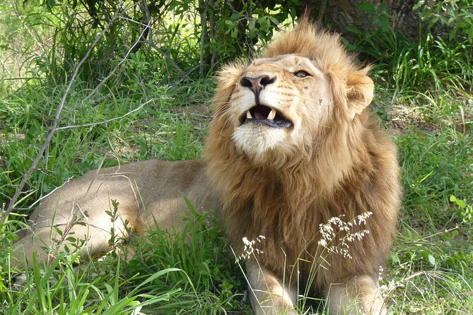 Kruger National Park Full-Day Safari From Hazyview - Whats Included in the Tour