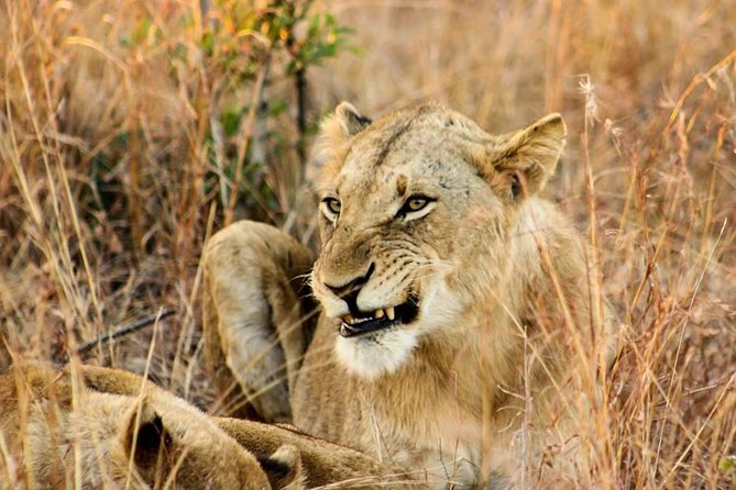 Kruger National Park Full-Day Safari From Hazyview - Booking and Cancellation Policy