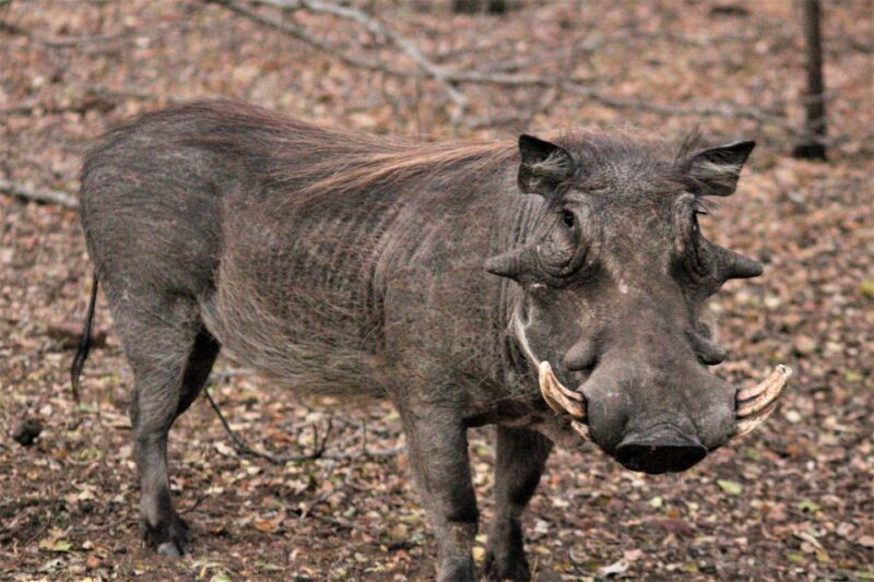 Kruger National Park Morning Safari - Good To Know