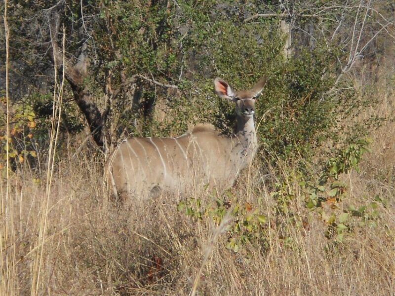 Kruger National Park Morning Safari - Discovering Kruger National Park