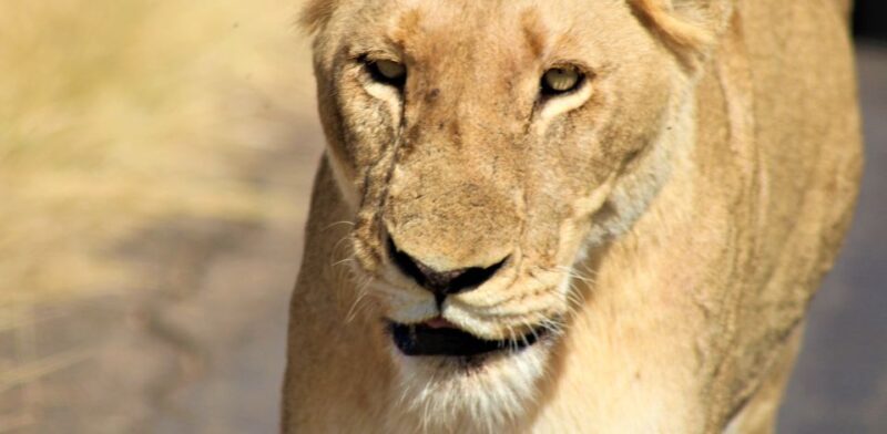 Kruger National Park Morning Safari - Additional Highlights
