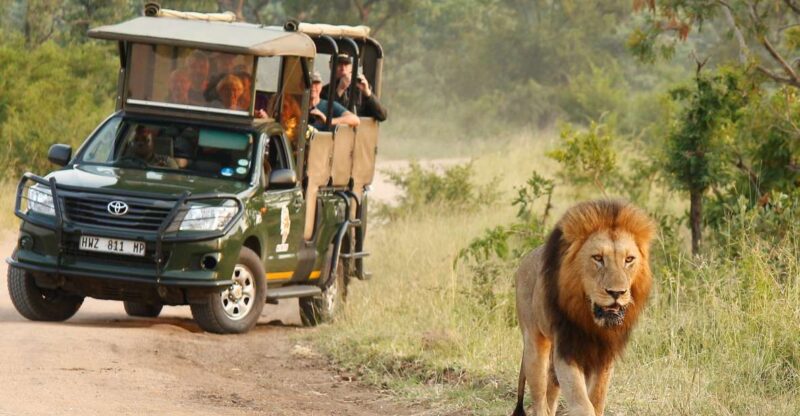 Kruger National Park: Morning Safari - Spotting the Elusive Big 5