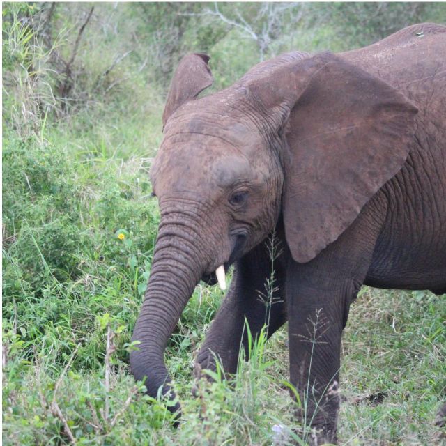 Kruger National Park Safari - 10days - Exploring Kruger National Park