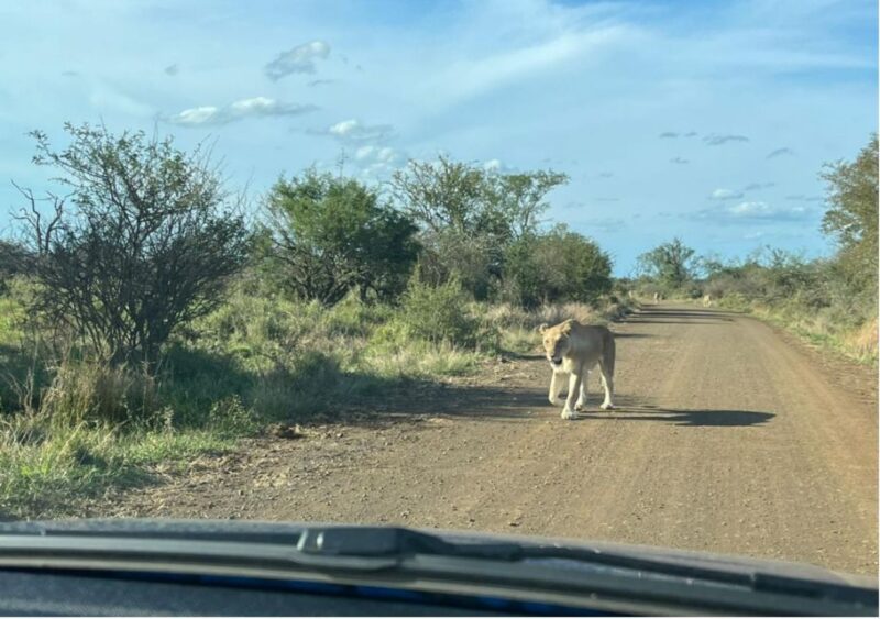 Kruger National Park Safari - 10days - Elephant Interactions