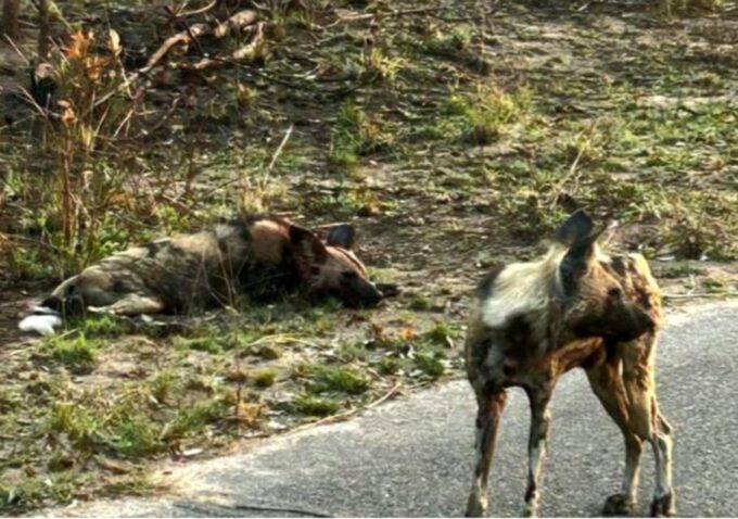 Kruger National Park Safari - 10days - Frequently Asked Questions
