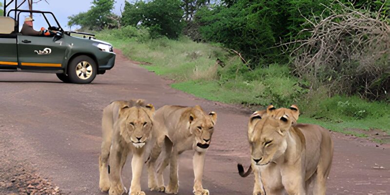 Kruger National Park Safari (Full Day) - Good To Know