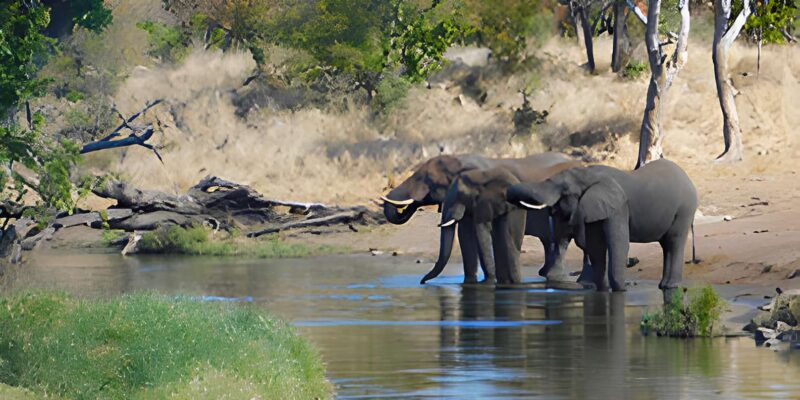 Kruger National Park Safari (Full Day) - Itinerary Details