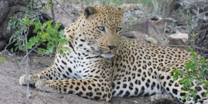 Kruger National Park Safari (Full Day) - The Sum Up