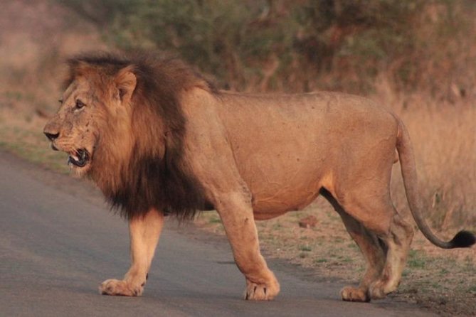 Kruger National Park Sunrise Half-Day Safari Tour - Inclusions and Exclusions