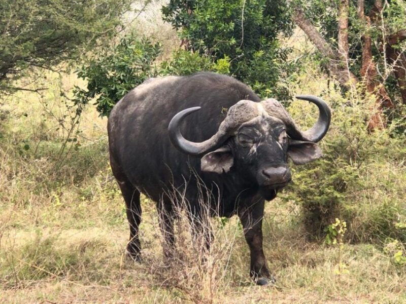 Kruger National Park, - Two-Day Itinerary