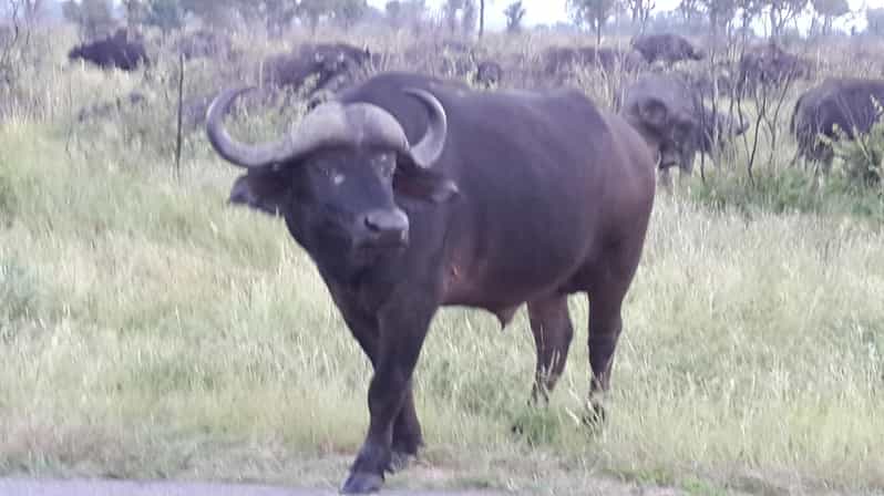 Kruger National Park: Three Day Tour - Good To Know