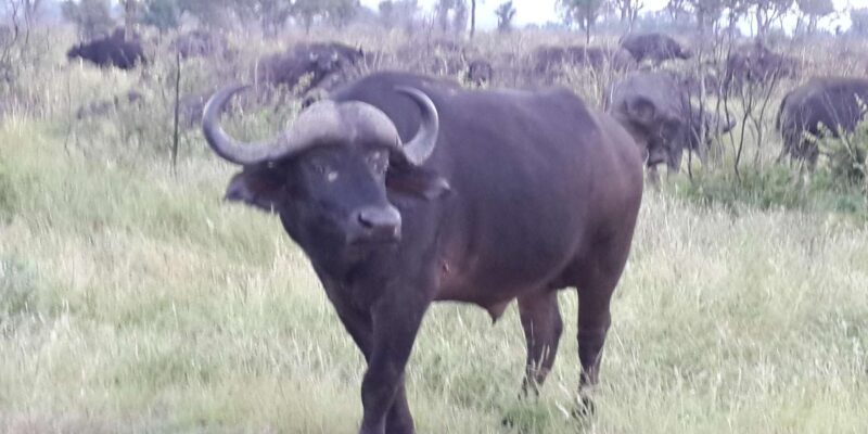 Kruger National Park: Three Day Tour - Arrival and Accommodation
