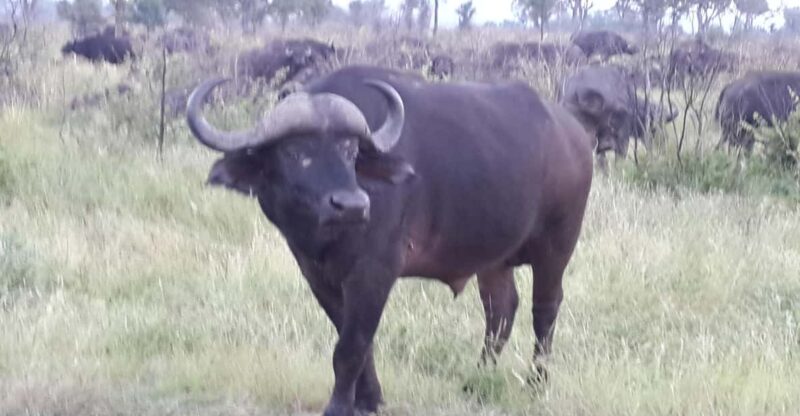 Kruger National Park: Three Day Tour - Panorama Route Highlights