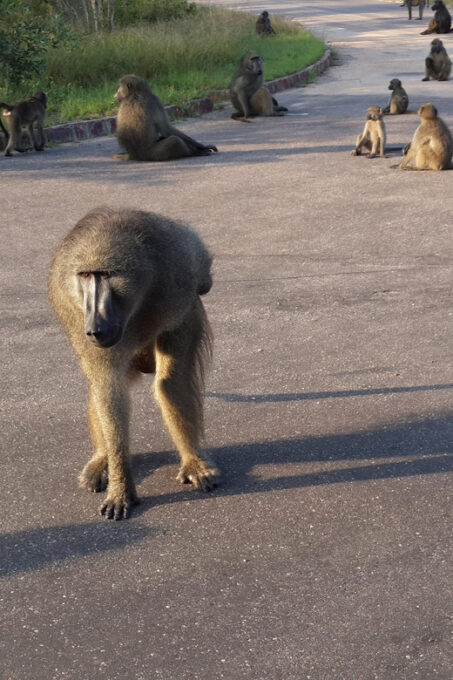 Kruger National Park: Three Day Tour - Booking and Availability