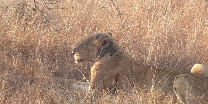 Kruger National Park: Three Day Tour - Frequently Asked Questions