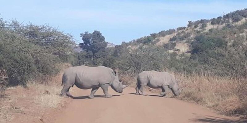 Kruger National Park Tour 4day-3nights (Open Safari Vehicle) - Good To Know