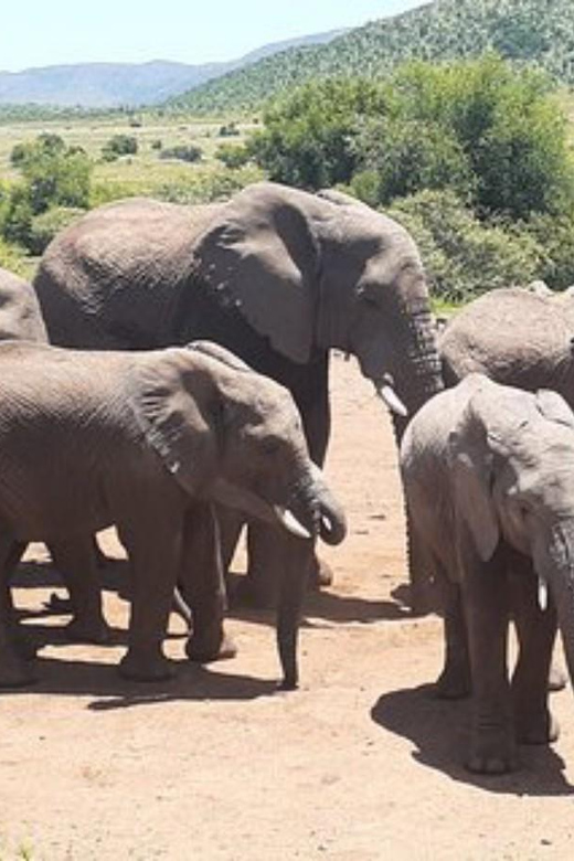 Kruger National Park Tour 4day-3nights (Open Safari Vehicle) - Wildlife Encounter