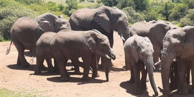 Kruger National Park Tour 4day-3nights (Open Safari Vehicle) - Accommodation and Meals