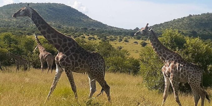 Kruger National Park Tour 4day-3nights (Open Safari Vehicle) - Frequently Asked Questions