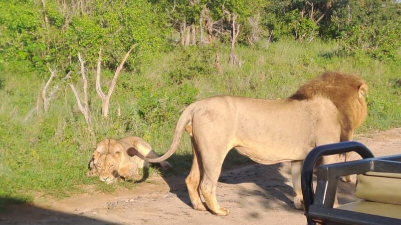 Kruger Park Full Day Guided Safari - Key Points