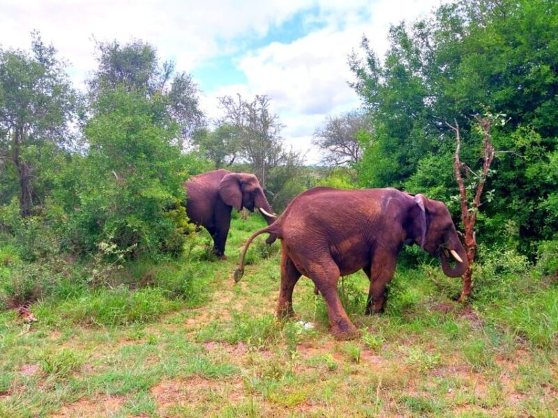 Kruger Park Full Day Guided Safari - Detailed Breakdown of the Itinerary