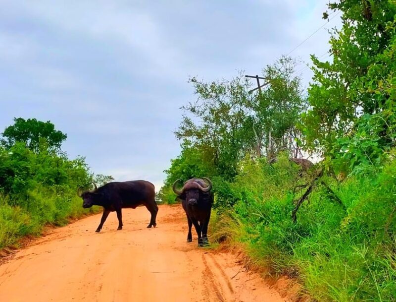 Kruger Park Full Day Guided Safari - The Guides: The Heart of the Experience