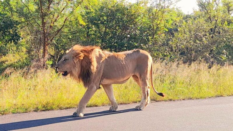 Kruger Park Full Day Guided Safari - Practical Tips for Travelers