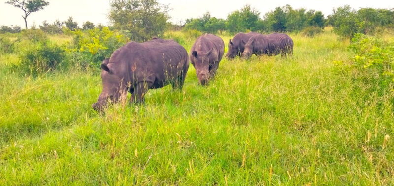 Kruger Park Full Day Guided Safari - The Sum Up