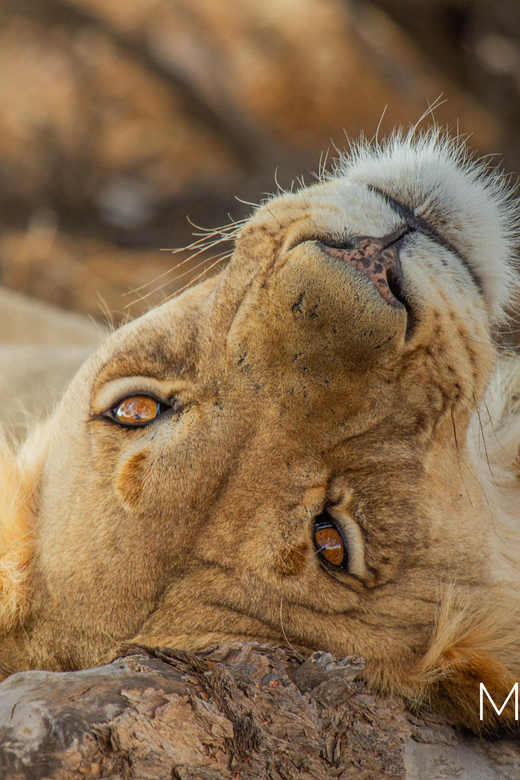 Kruger Park Full Day Safari (Private) - Good To Know
