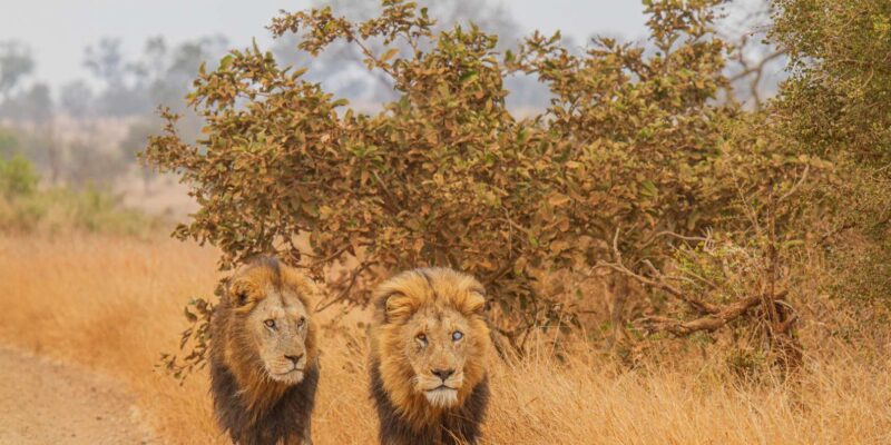 Kruger Park Full Day Safari (Private) - Whats Included in the Safari