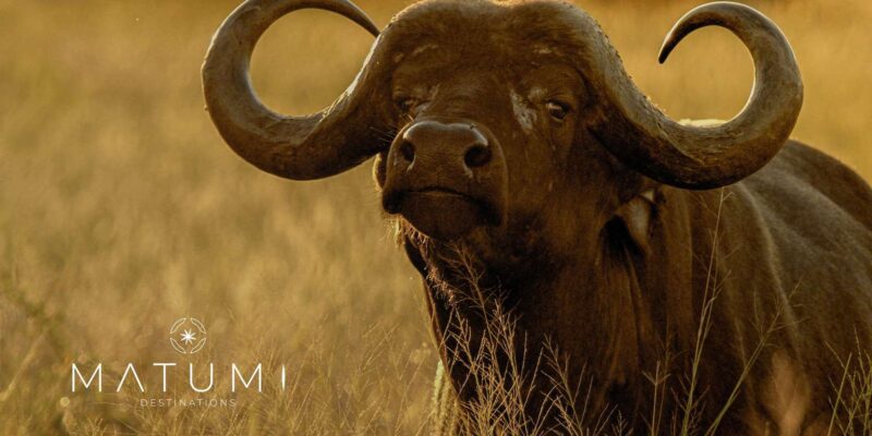 Kruger Park Full Day Safari (Private) - Important Safari Information