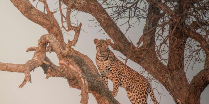 Kruger Park Full Day Safari (Private) - Know Before You Go