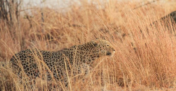 Kruger Park Full Day Safari (Private) - The Sum Up
