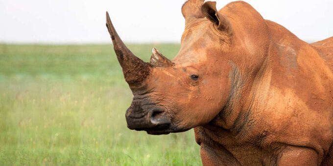 Kruger Park Safari: Fly in From MQP & Panorama Route - Malaria Precautions