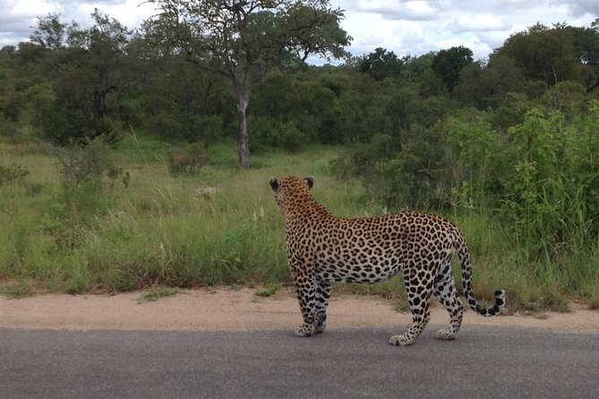 Kruger Park Safari: Guided Day Tour From Nelspruit - Wildlife Encounters