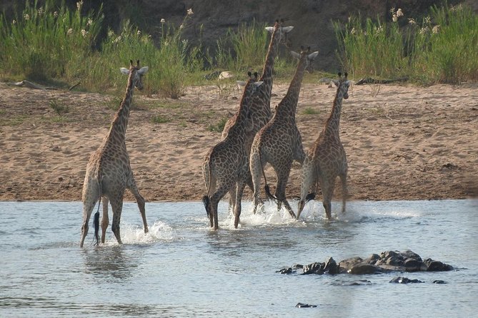 Kruger Safari Tour - Morning Half Day - Accessibility and Tour Limitations