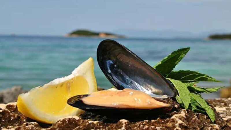 Ksamil Sailing & Mussel Tasting Experience - Practical Details and What to Expect