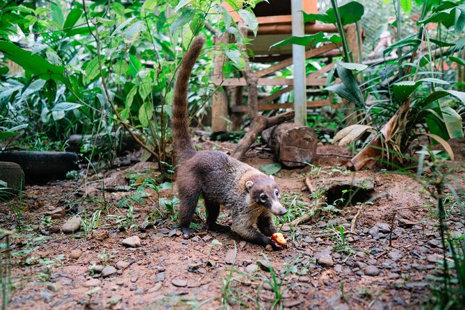 KSTR Re-Wilding Center Manuel Antonio (Sloth/Primate Park) - Tour Experience and Details