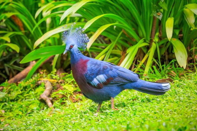 Kuala Lumpur: Bird Park Day Ticket & 1-Way Transfer - Key Points