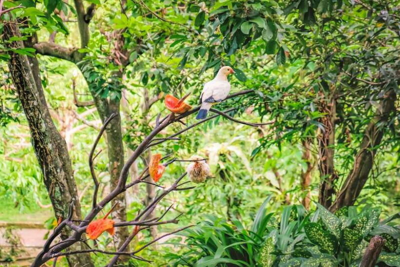 Kuala Lumpur: Bird Park Day Ticket & 1-Way Transfer - An In-Depth Look at the Kuala Lumpur Bird Park Tour