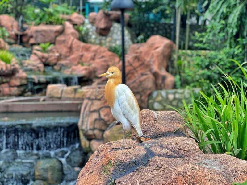 Kuala Lumpur: Bird Park Day Ticket & 1-Way Transfer - Frequently Asked Questions
