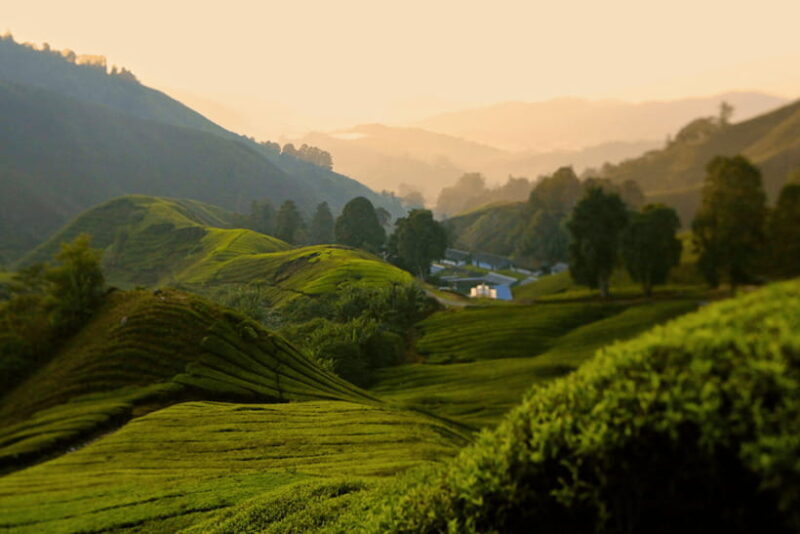 Kuala Lumpur: Cameron Highlands Highlights & Batu Caves Tour - Scenic Drive to Cameron Highlands